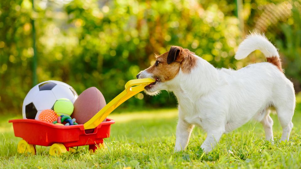 Den Hund beschäftigen Abwechslung im Alltag STERN.de