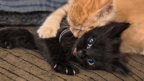 Katzenallergie ade: Forscher entwickelten neuen Impfstoff