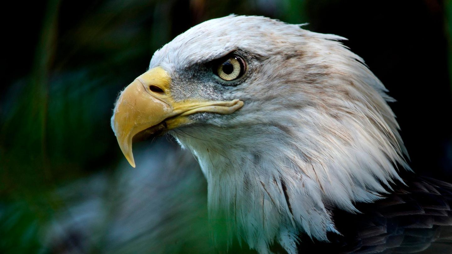 Ein Weißkopfseeadler, Wappentier der USA