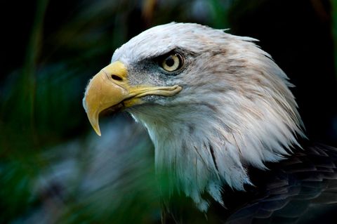 Ein Weißkopfseeadler, Wappentier der USA