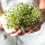 Lebensmittelvergiftung durch Sprossen