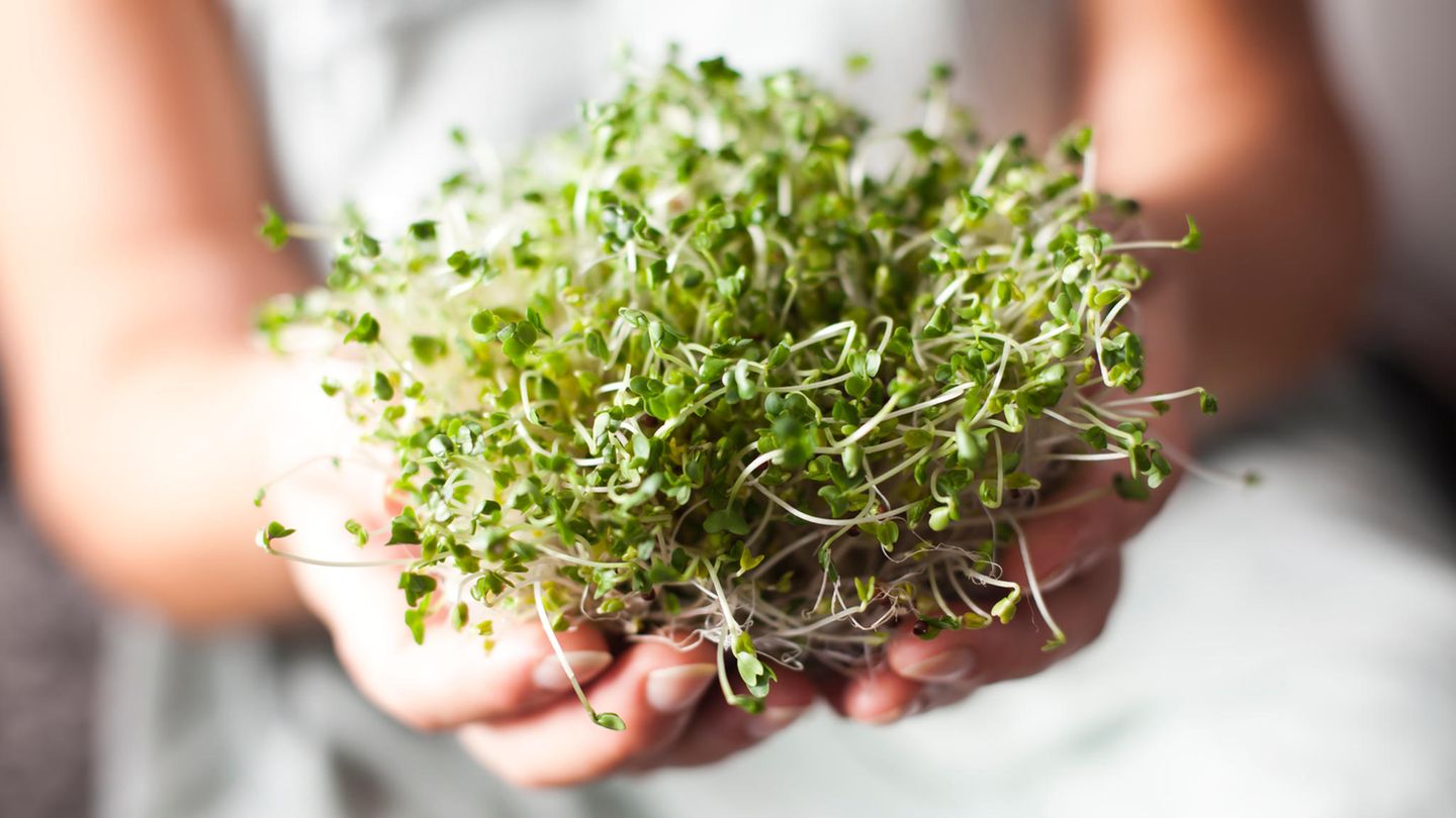 Lebensmittelvergiftung durch Sprossen