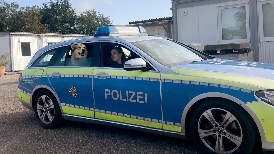 Der entlaufene Hund auf dem Rücksitz des Polizeiautos Der entlaufene Hund auf dem Rücksitz des Polizeiautos