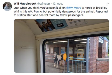 Will Mapplebeck traute seinen Augen kaum: Ein Pferd am Bahnhof