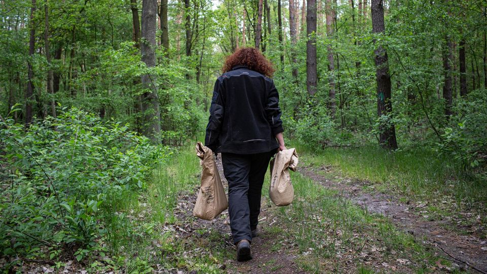 VOE STERN 33/2019 Hires - Begleitung der Ameisenumsiedlerin Christina Grätz bei der Umsiedlung eines Ameisenstaats in Wüstemark/Zeuthen, bei Berlin Grätz trägt die kostbaren Säcke zum Ort der Ansiedlung