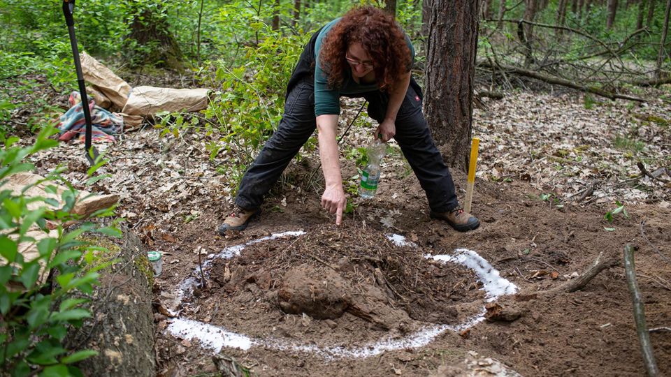 VOE STERN 33/2019 Hires - Begleitung der Ameisenumsiedlerin Christina Grätz bei der Umsiedlung eines Ameisenstaats in Wüstemark/Zeuthen, bei Berlin Ein Ring aus Zucker soll den Tieren am neuen Wohnort bei der Eingewöhnung Kraft spenden