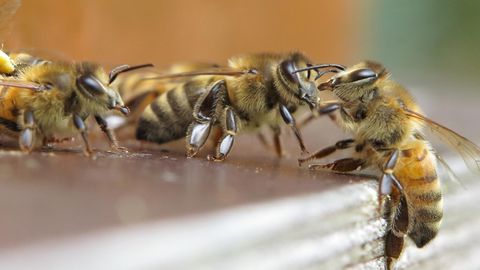Wächterbienen am Bienenstock