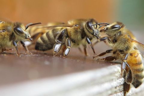 Wächterbienen am Bienenstock