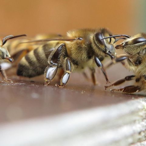 Wächterbienen am Bienenstock