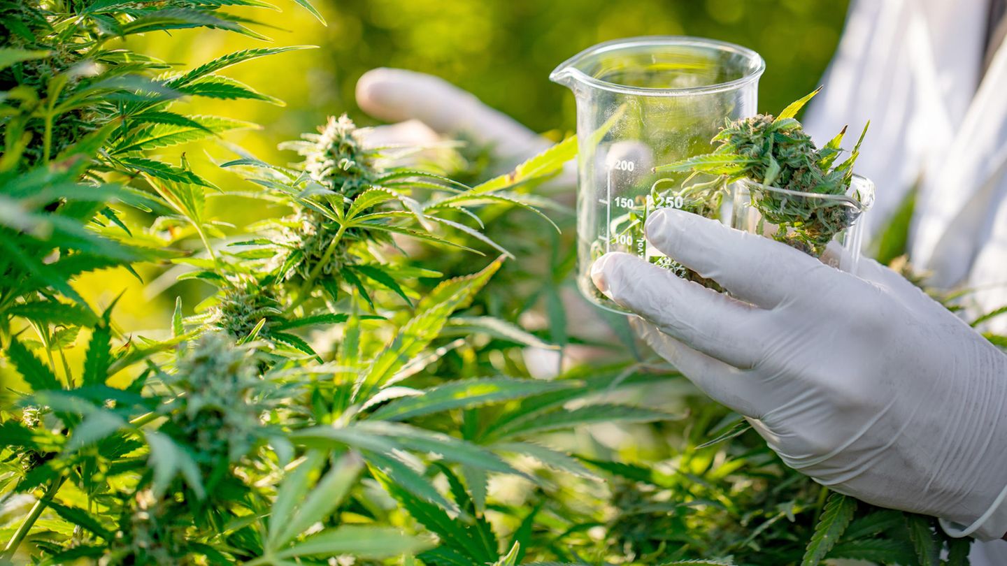 Cannabispflanze wird mit Gummihandschuhen sichergestellt