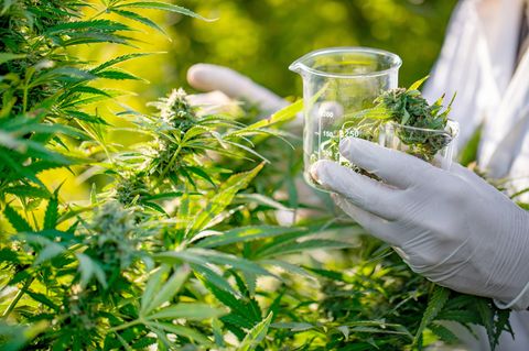 Cannabispflanze wird mit Gummihandschuhen sichergestellt