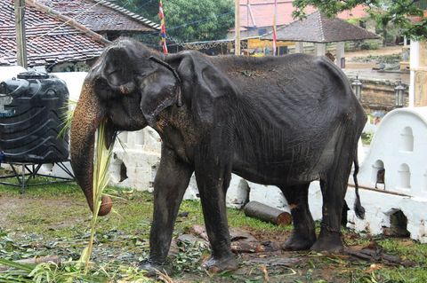 Elefant in Sri Lanka