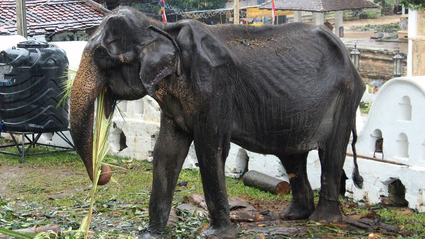 Elefant in Sri Lanka