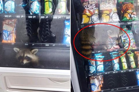 USA: Verfressener Waschbär bleibt in Snack-Automat stecken