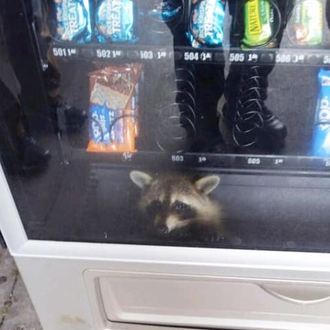 USA: Verfressener Waschbär bleibt in Snack-Automat stecken