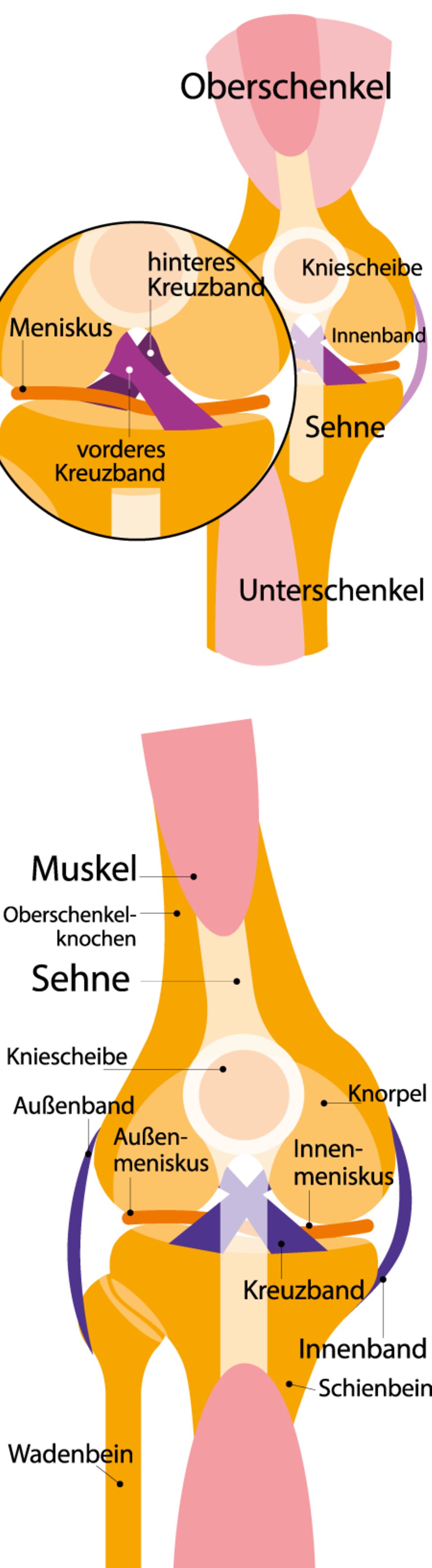 Knie Grafik