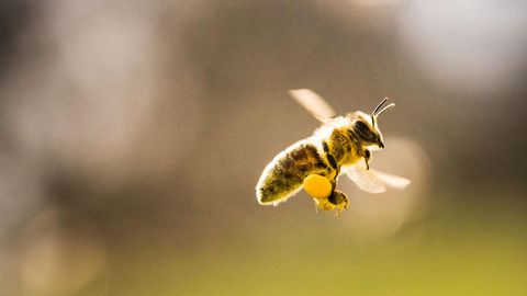 An einem sonnigen Tag fliegen drei Bienen übereinander