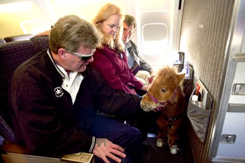 Ein Minipferd steht im Flugzeug vor drei sitzenden Passagieren