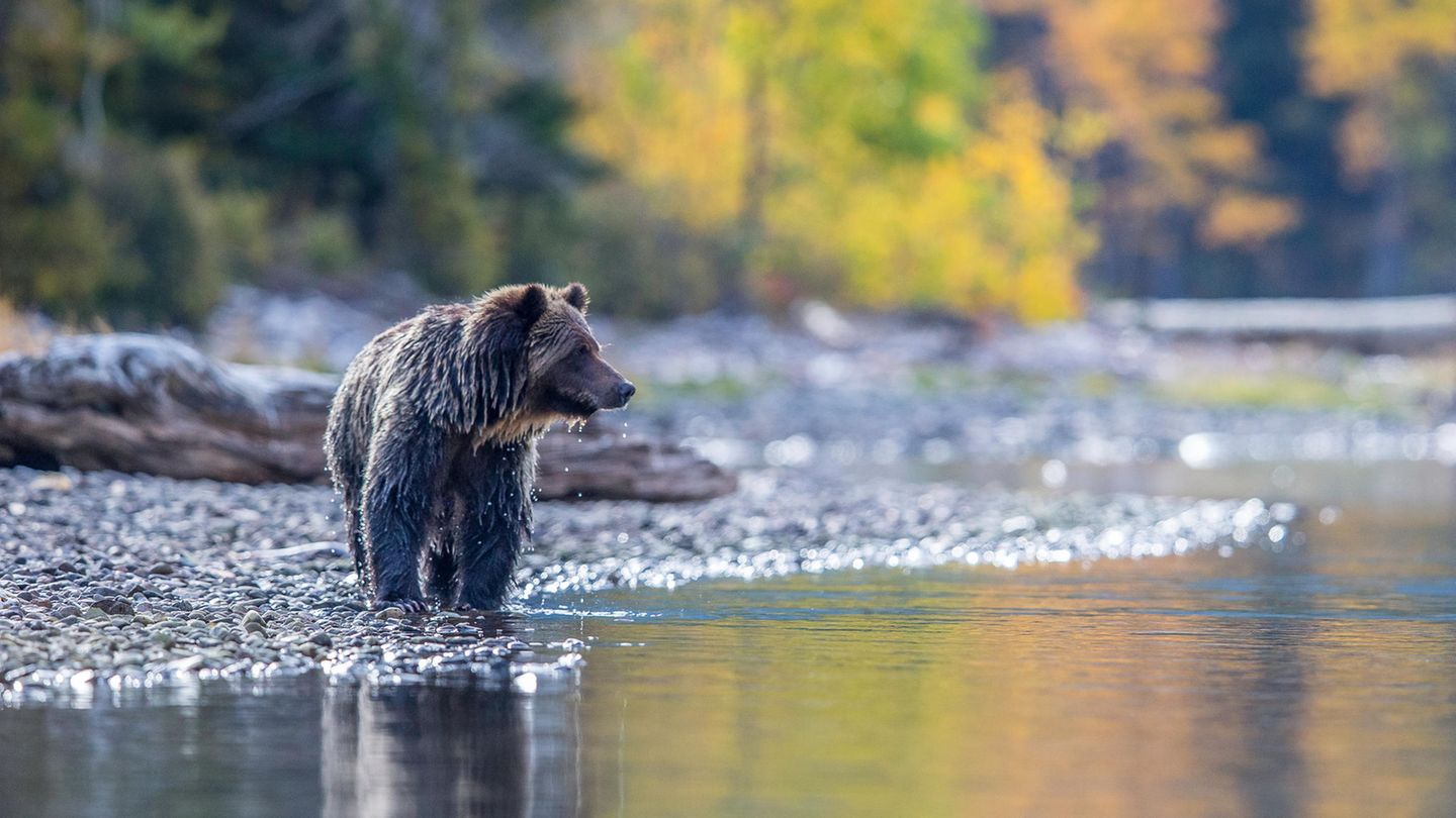 Ein Bär an einem Fluss in Kanada