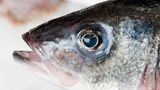 Wie sehen die Augen aus?  Sind sie klar und prall nach außen gewölbt? Dann handelt es sich um frischen Fisch.