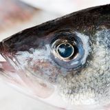 Wie sehen die Augen aus?  Sind sie klar und prall nach außen gewölbt? Dann handelt es sich um frischen Fisch.