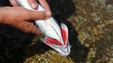 Wie sehen die Kiemen aus?  Es ist ein Leichtes, den Fisch anhand der Farbe der Kiemen zu bestimmen: die sollten nämlich kräftig rot, feucht und glänzend sein.