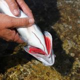 Wie sehen die Kiemen aus?  Es ist ein Leichtes, den Fisch anhand der Farbe der Kiemen zu bestimmen: die sollten nämlich kräftig rot, feucht und glänzend sein.