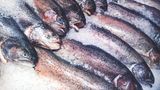 Wie riecht der Fisch?  Frischer Fisch riecht nie tranig oder fischig, sondern nach Jod. Kommt der Fisch aus dem Meer riecht er nach Meereswasser.
