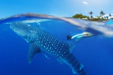 Ein Walhai schwimmt mit einem Taucher