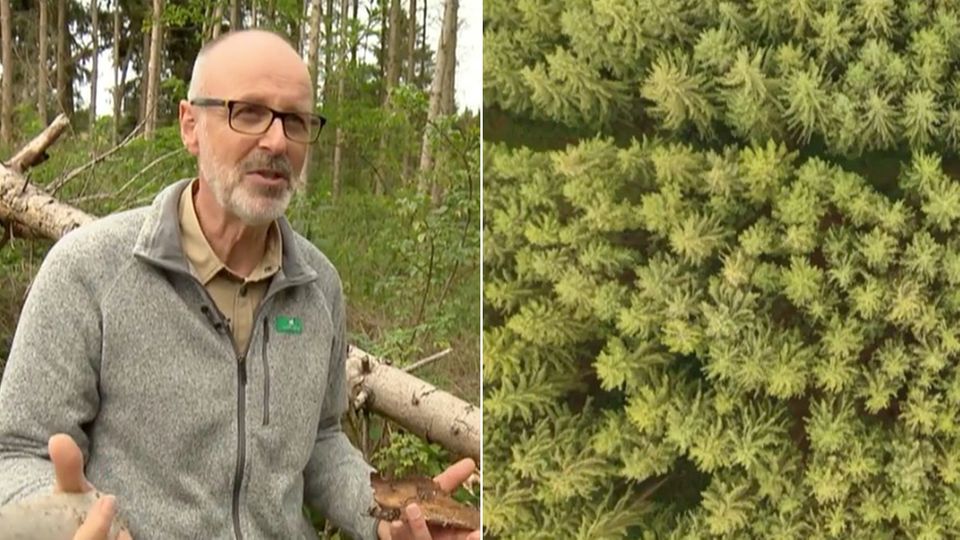 Collage: Der Förster Peter Wohlleben im Wald und eine Drohnenaufnahme des Waldes