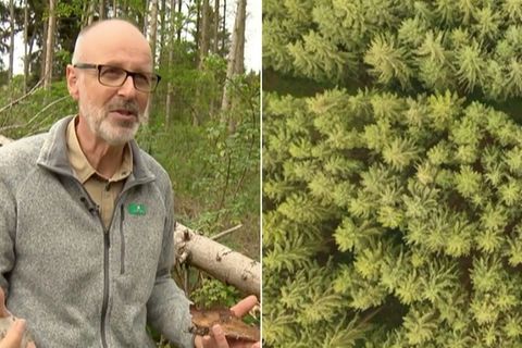 Collage: Der Förster Peter Wohlleben im Wald und eine Drohnenaufnahme des Waldes