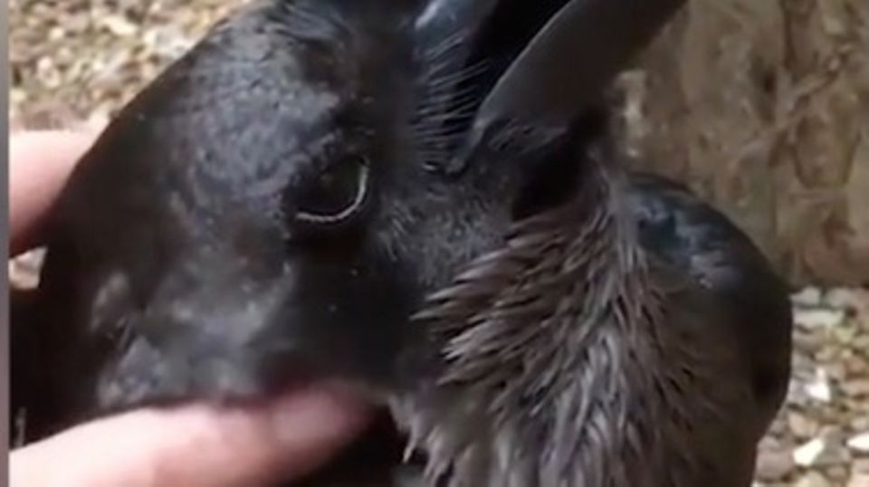 Zweideutiges Bild: Schwarzes Tier, das aussieht wie Rabe oder Kaninchen Zweideutiges Bild: Schwarzes Tier, das aussieht wie Rabe oder Kaninchen