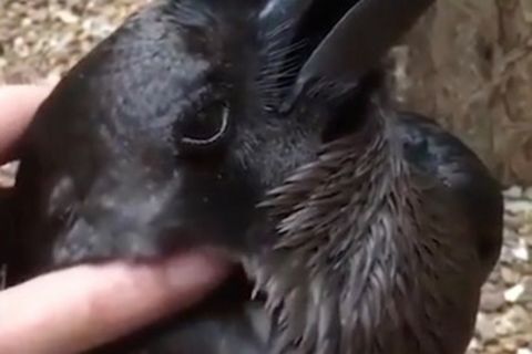 Zweideutiges Bild: Schwarzes Tier, das aussieht wie Rabe oder Kaninchen