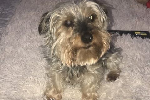 Hund guckt in Kamera