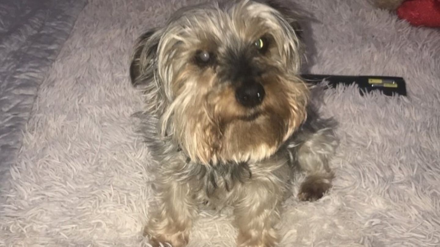 Hund guckt in Kamera