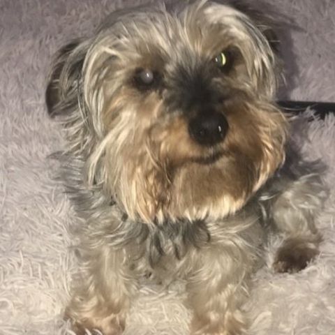 Hund guckt in Kamera