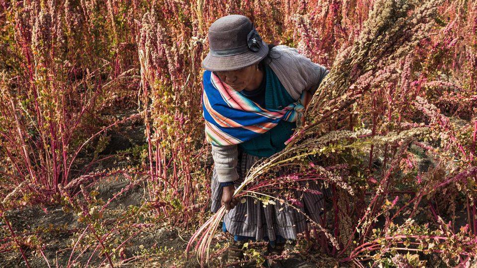 VOE STERN 34/2019 An old lady at her quinoa field near the vilage of Tavua, checking them out before the harvest.Most residents of the pueblos around Salar de Uyuni area seem all but clueless to the ongoing flagship national project. Cut off from the ... Auch Quinoa-Anbau wird betrieben