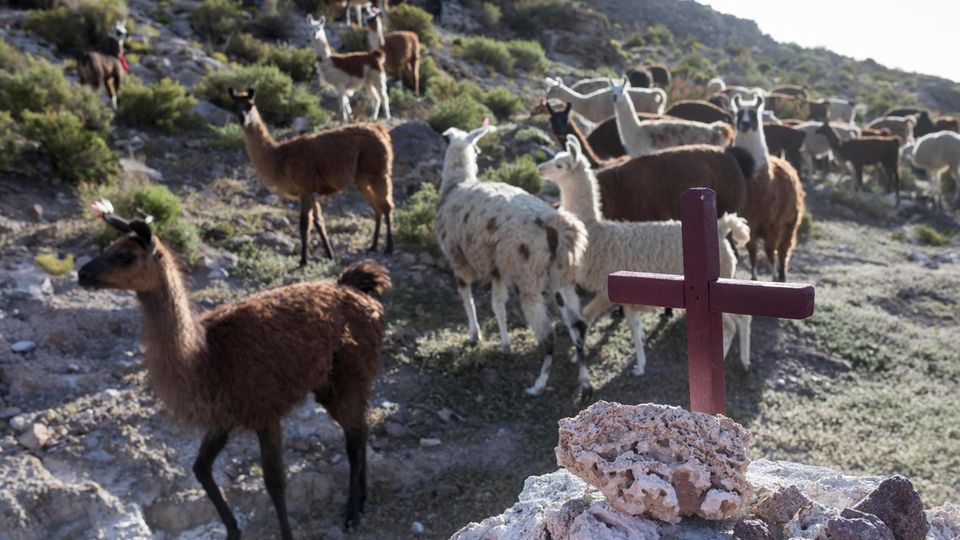 VOE STERN 34/2019 Llamas grazing free near the village of Manica - the closest village to the Lithium evaporation pools.Most residents of the pueblos around Salar de Uyuni area seem all but clueless to the ongoing flagship national project. Cut off fr... Uyuni ist mit rund 20000 Einwohnern die größte Stadt der Region. Die Landbevölkerung lebt unter anderem von der Alpakazucht.