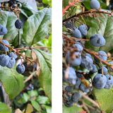 Test: Auch bei sehr nahen Aufnahmen (unter zehn Zentimetern) macht das Note (links) eine gute Figur. Das iPhone (rechts) hat hier Probleme, die ganz nahen Objekte im Vordergrund korrekt zu fokussieren.