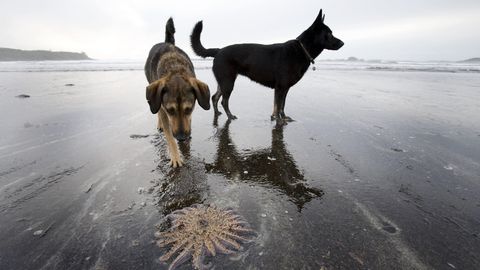 Dem Menschen folgt der Hund - für die Umwelt bedeuten beide nichts Gutes (Symbolbild)