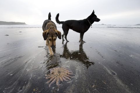 Dem Menschen folgt der Hund - für die Umwelt bedeuten beide nichts Gutes (Symbolbild)