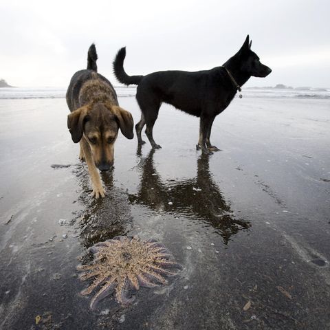 Dem Menschen folgt der Hund - für die Umwelt bedeuten beide nichts Gutes (Symbolbild)