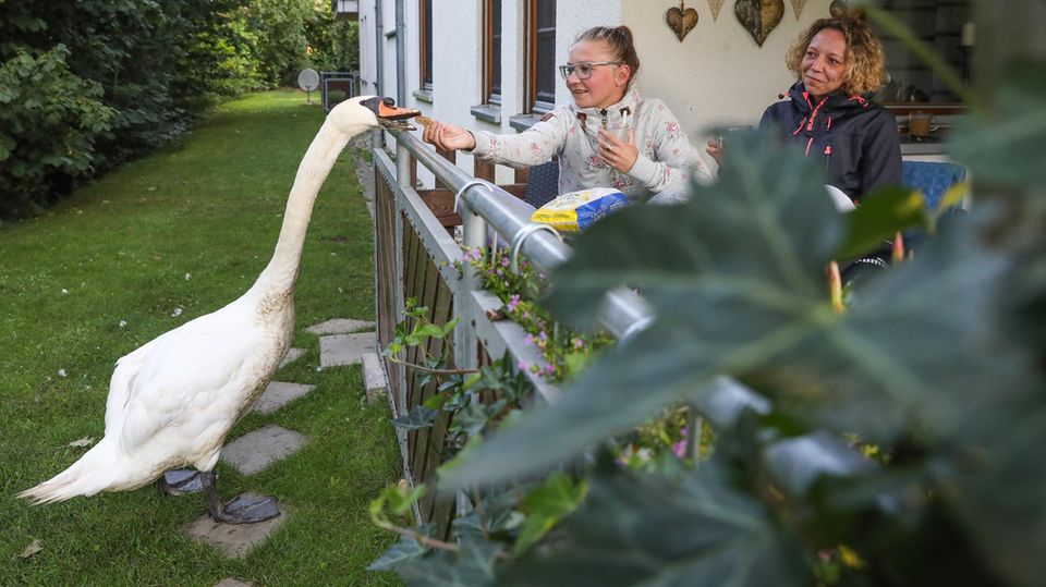 nachrichten deutschland - schwan nachrichten deutschland - schwan