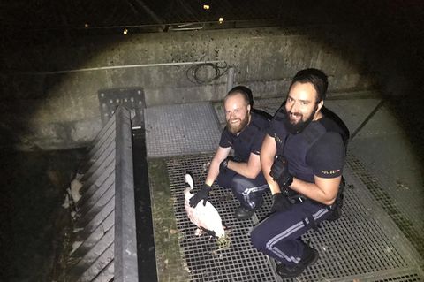 Zwei Polizisten hocken neben einem Flamingo