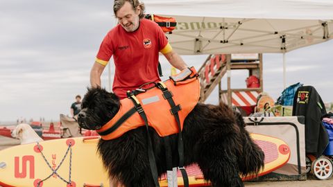 Wasserrettungshunde: Die mutigen italienischen Vierbeiner