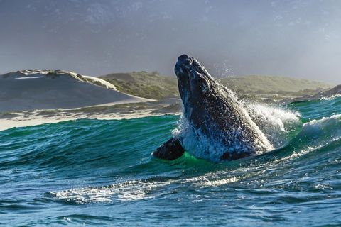 Ein Wal taucht aus dem Wasser auf