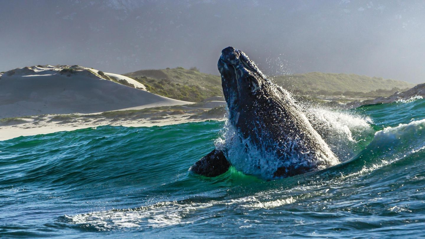 *** EXCLUSIVE - VIDEO AVAILABLE ***HERMANUS, SOUTH AFRICA - AUGUST 2016: The aim of this years trip was to document new behaviour and new knowledge of the whales, August, 2016, Hermanus, South Africa.This is the breathtaking moment 80 tonne Southern... Ein Wal taucht aus dem Wasser auf