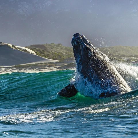 Ein Wal taucht aus dem Wasser auf