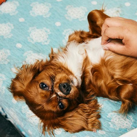 Diese Hundehotels in den USA sind äußerst luxuriös ausgestattet