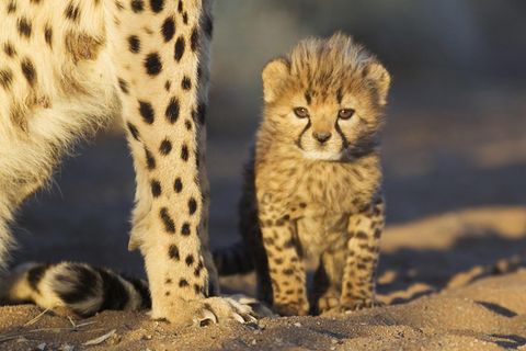 Meistens werden Geparden als Jungtiere ihren Müttern entrissen und über Somaliland verschleppt 